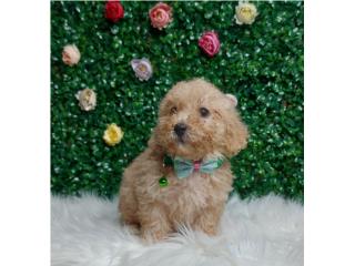 TOY POODLE MACHO APRICOT , Dogs 