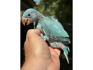 Ringneck azul macho con adn, RM Pets