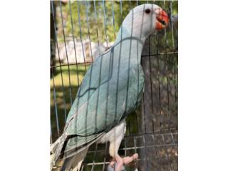 Ringneck azul cleartail macho, RM Pets