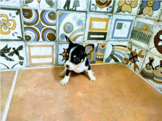 BELLA TOY CHIHUAHUA HEMBRA CON PAPELES-VACUNA, Puppy world