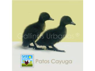 Patos Cayuga, Los negros ponedoras, GALLINAS URBANAS