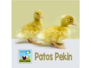 Patos Pekin ''el de Aflac'', GALLINAS URBANAS