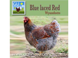 Ponedoras Blue Laced Red Wyandotte 