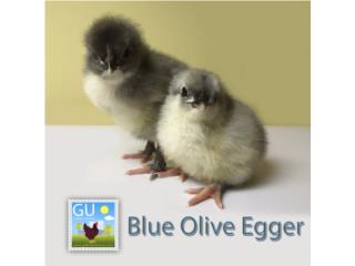 Pollitas Olive Eggers azules