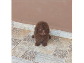 TOY POODLE HEMBRA CHOCOLATE RED NOSE, Dogs