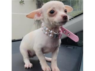 TOY CHIHUAHUAS  HEMBRAS, PUPS