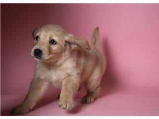 Golden Retriever Female Puppy AKC Clasificados