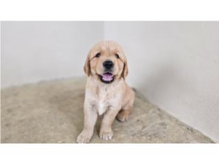 Puerto Rico Golden RETRIEVER-con papeles AKC $1,500.00 LLAMA !, Perros Gatos y Caballos