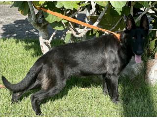 Black seal german shepherd AKC, RM Pets