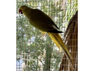 Ringneck grey green cleartail , RM Pets