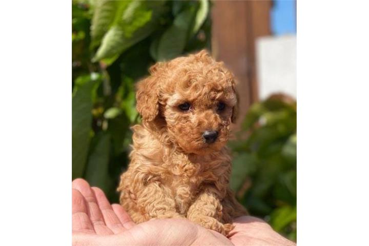 Cockapoo para adopción Puerto Rico