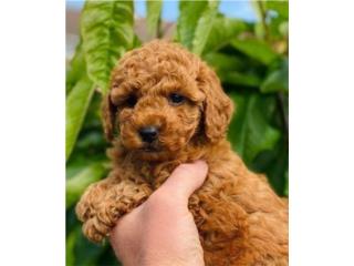 Cockapoo para adopción Puerto Rico