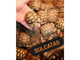 Sulcatas Ponce, Luxury P.R