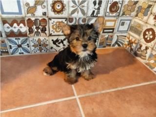 BELLA TOY YORKIE HEMBRA CON PAPELES-VACUNAS, Puppy world