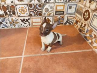 TOY CHIHUAHUA-CHOCOLATE-OJOS VERDES Y PAPELES, Puppy world