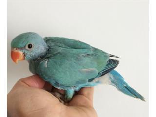 Ringneck azul turquoise macho bebe , JG Aviario