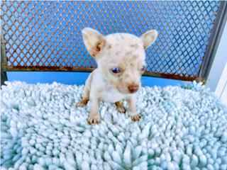 BELLO TINY TOY CHIHUAHUA CON PAPELES-VACUNAS, Puppy world