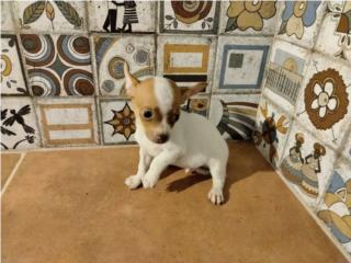 TOY CHIHUAHUA PINTO-OJOS VERDES Y PAPELES, Puppy world