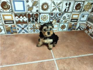 BELLA TOY YORKIE HEMBRA CON PAPELES-VACUNAS, Puppy world
