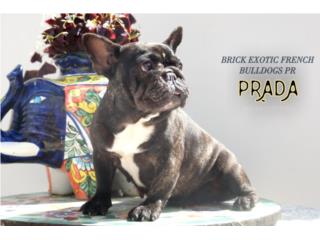 French bulldog hembra adulta , Brick bully 