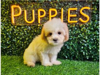 LO MAS BUSCADO SHIH-POO!, Puppies Specialties