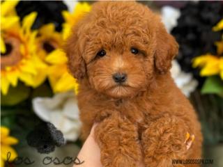 Hermosa Mini Poodle - Los Osos PR, Mascotas Puerto Rico