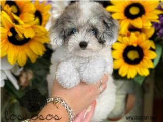 Puerto Rico - MascotasWOW! Merle Toy Mini Poodle - Los Osos PR Puerto Rico