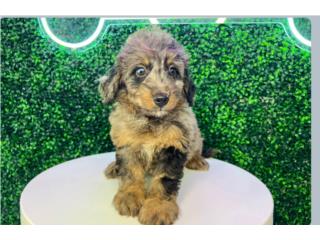 Puerto Rico CARRERA F1 MINI BERNEDOODLE (VISITANOS EN GUA, Perros Gatos y Caballos