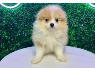 Puerto Rico LARRY TOY POMERANIAN (VISITANOS EN GUAYNABO), Perros Gatos y Caballos