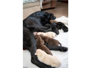 Camada Labradores , Labradores PR
