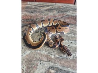 Puerto Rico - MascotasLeopard Yellow Belly Ball Python 1.0 (Macho) Puerto Rico