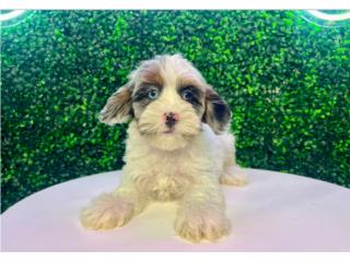 Puerto Rico EDEN SHIH POO (VISITANOS EN GUAYNABO), Perros Gatos y Caballos