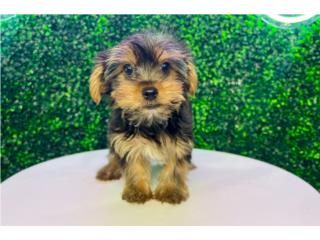 Puerto Rico BUCKEYE TOY YORKSHIRE TERRIER (VISITANOS EN G, Perros Gatos y Caballos