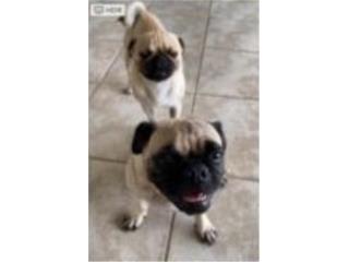 Puerto Rico Spaded female Pug and a Male Pug not neutered, Perros Gatos y Caballos