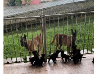 Puerto Rico Malinois - Belgian Sheperd , Perros Gatos y Caballos