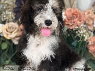 Puerto Rico Labradoodle Increible! - Los Osos PR, Perros Gatos y Caballos