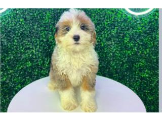 Puerto Rico GAMBIT MINI AUSSIEDOODLE (VISITANOS EN GUAYNA, Perros Gatos y Caballos