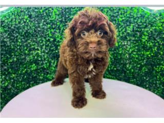 Puerto Rico ALADDIN MINI AUSSIEDOODLE  (VISITANOS EN GUAY, Perros Gatos y Caballos