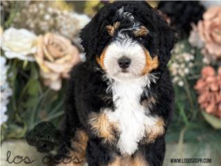 Puerto Rico Hermosa Bernedoodle Tricolor - Los Osos PR, Perros Gatos y Caballos