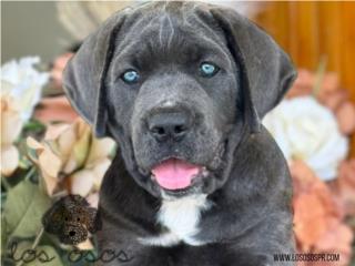 Puerto Rico Cand Corso "Blue Hulk" - Los Osos PR, Perros Gatos y Caballos