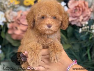 Puerto Rico Mini Poodle Toy "Simba" - Los Osos PR, Perros Gatos y Caballos