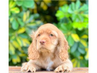 Puerto Rico COCKER SPANIELS ROJA OJOS VERDES RED NOSE, Perros Gatos y Caballos