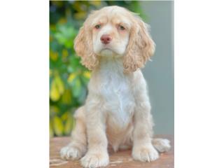 Puerto Rico COCKER SPANIEL DORADA CON OJOS VERDES, Perros Gatos y Caballos