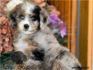 Puerto Rico Bernedoodle Merle - Los Osos PR, Perros Gatos y Caballos