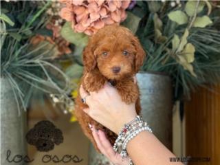 Puerto Rico Hermoso Mini Poodle AKC Los Osos PR, Perros Gatos y Caballos