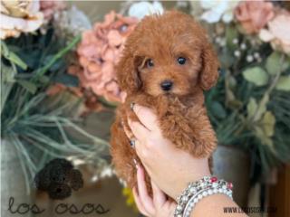 Puerto Rico - MascotasHermosa Mini Toy Poodle -Los Osos PR Puerto Rico