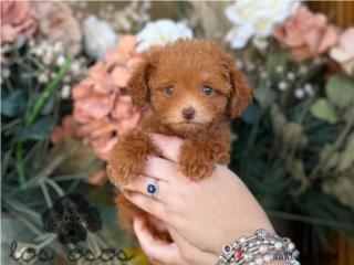 Puerto Rico Mini Toy Poodle preciosa!! los Osos PR, Perros Gatos y Caballos