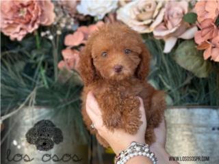 Puerto Rico Hermosa Mini Toy Poodle! Los Osos PR, Perros Gatos y Caballos