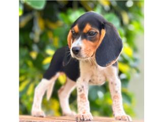 Puerto Rico BEAGLES AKC TRICOLOR , Perros Gatos y Caballos