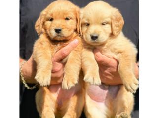 Puerto Rico GOLDEN RETRIEVERS BIG BONE AKC, Perros Gatos y Caballos